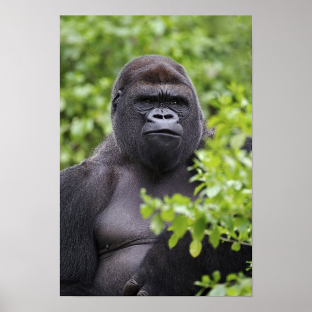 Póster Gorila-de-terra-planície Silverback, Gorilla goril (Frente)