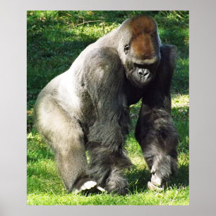 Poster Gorila masculino da planície do Silverback que