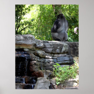 Póster Gorila traseiro de prata Meditating