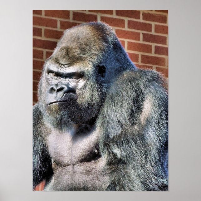 POSTER GORILLA (Frente)