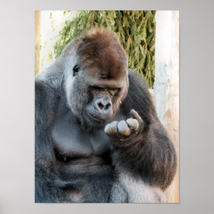 POSTER GORILLA