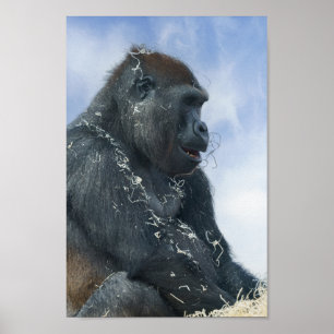 Poster Gorilla Enlouquecendo