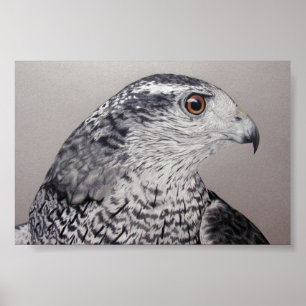 Póster Goshawk