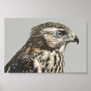 Póster Goshawk imaturo