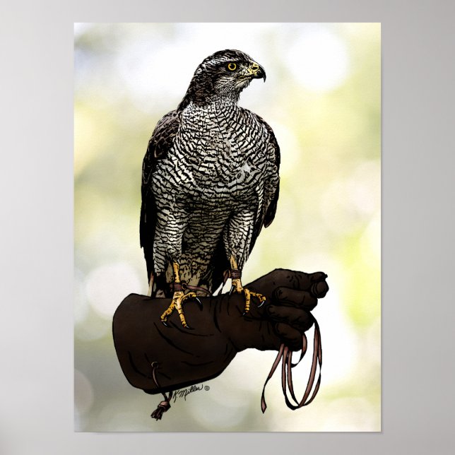 Póster Goshawk sobre a Luva (Frente)