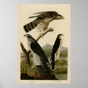 Poster Goshawk, Stanley Hawk, os Pássaros da América de A