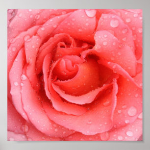Poster Gotas cor-de-rosa românticas da água cor-de-rosa