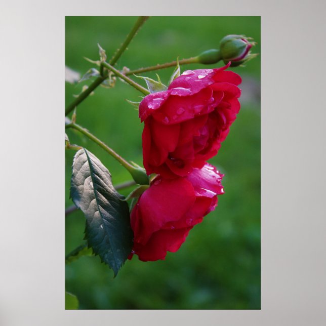 Poster Gotas da chuva (Frente)