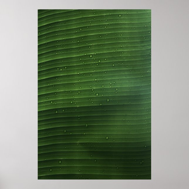 Poster Gotas de água em folha verde (Frente)