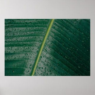 Poster Gotas de água na folha de bananeira