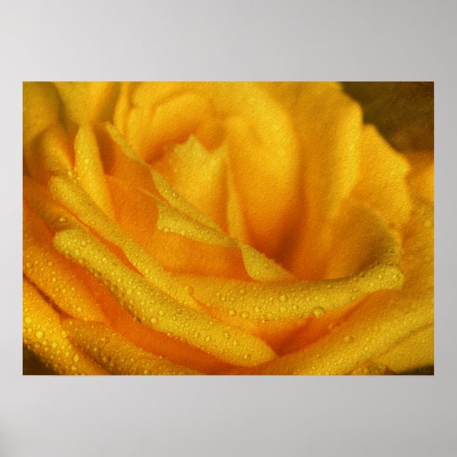Póster Gotas de Água na Rosa Amarela Elegante (Frente)