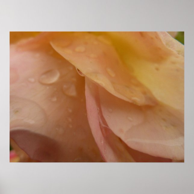 Póster Gotas de chuva em Rosa Petais Rosa Pêssego Floral (Frente)