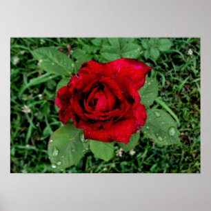 Poster Gotas de chuva em uma Rosa vermelha