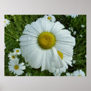 Póster Gotas de chuva na margarida I Wildflower Floral