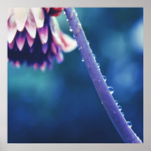 Gotas de chuva no Abstrato da Macro Stem Stem do F