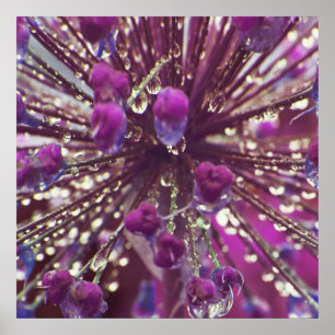 Poster Gotas de chuva no Abstrato de Macro de Flor de All