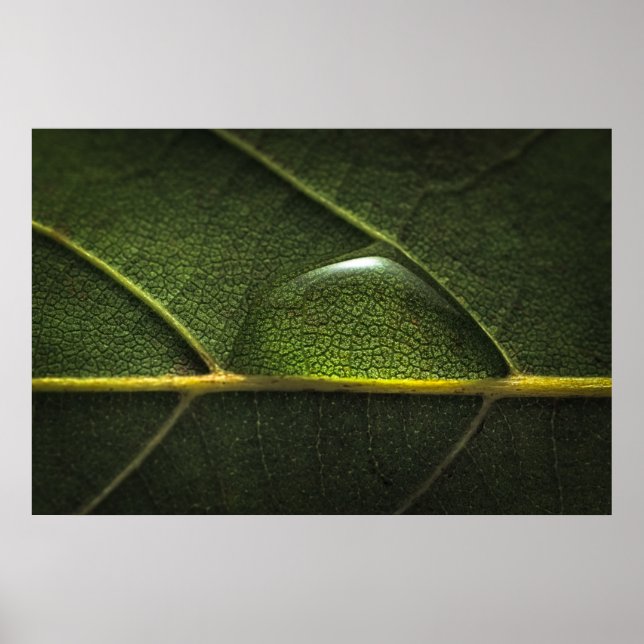 Poster Gotas de Folha (Frente)
