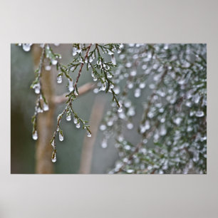 Póster Gotas De Gelo Evergreen