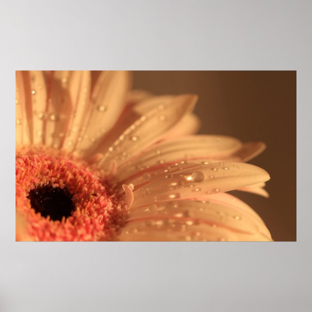 Poster Gotas Petais (Frente)