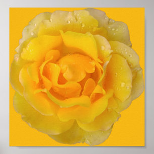Poster Gotas Românticas De Água De Rosa Amarelo
