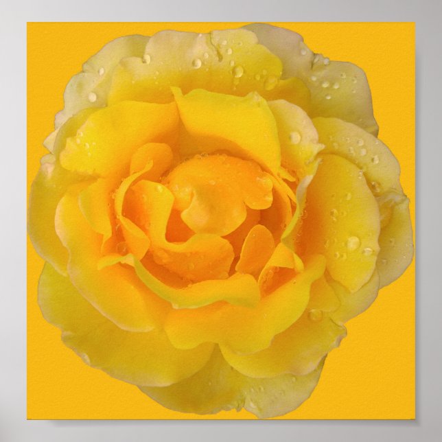 Poster Gotas Românticas De Água De Rosa Amarelo (Frente)