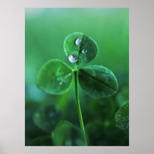 Gotículas de Chuva em Folhas de Trevo Verde Macro