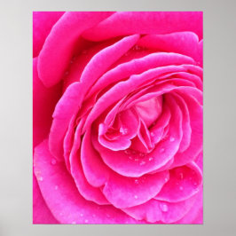 Poster Gotículas de Rosa Rosa