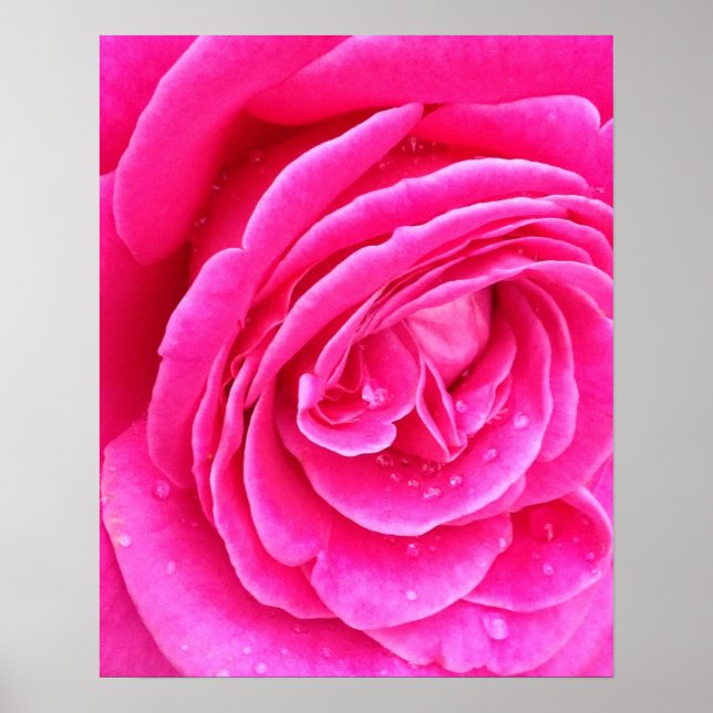 Poster Gotículas de Rosa Rosa (Frente)