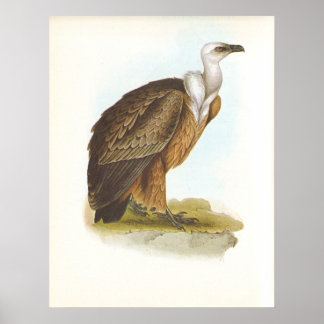 Póster Gould - Abutre Griffon - Gyps fulvus