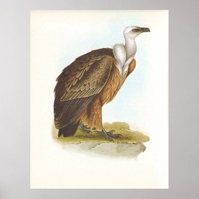 Póster Gould - Abutre Griffon - Gyps fulvus (Frente)