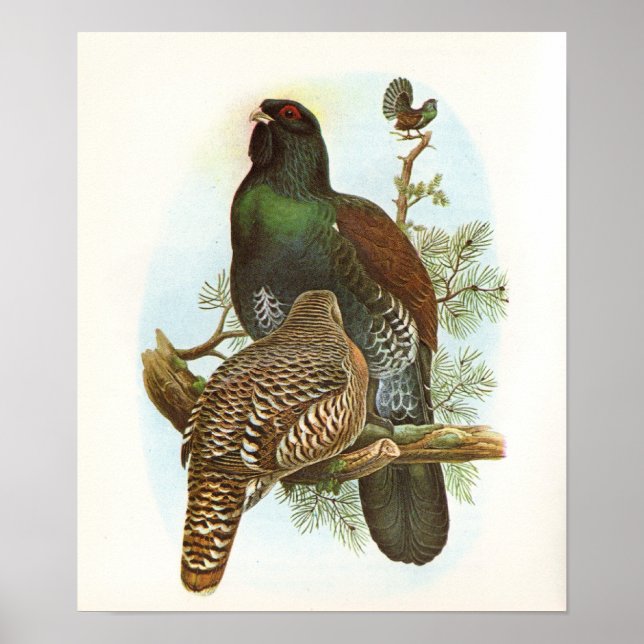Poster Gould - Capercaillie - Tetrao urogallus (Frente)