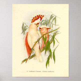 Póster Gould - Carteira de Cockatoo da Leadbetter