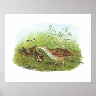 Poster Gould - Corncrake - Crex