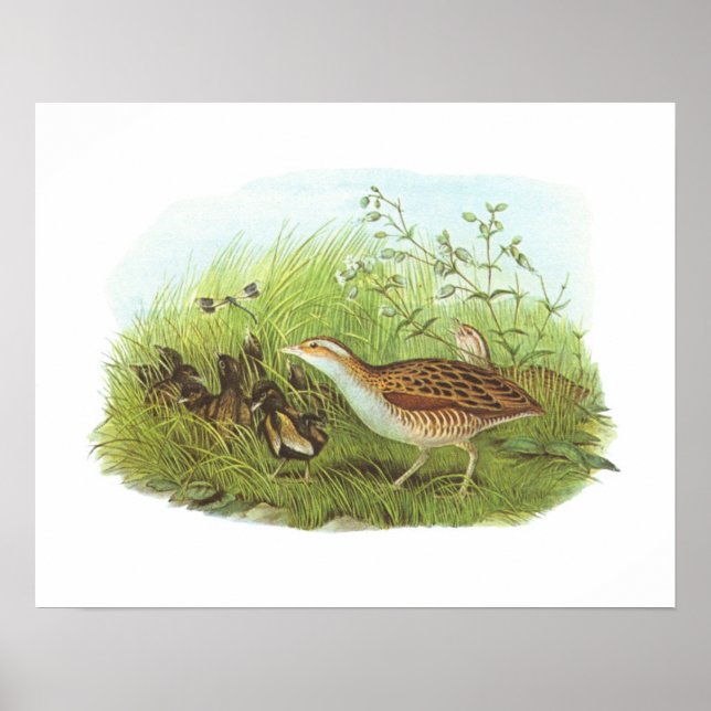 Poster Gould - Corncrake - Crex (Frente)