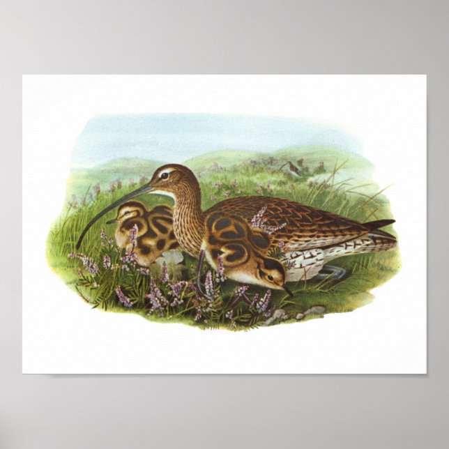 Poster Gould - Curlew - Numenius arquata (Frente)