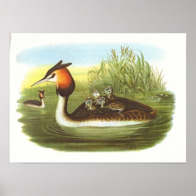 Póster Gould - Excelente Cresta - Podiceps cristatus (Frente)