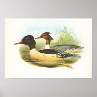 Poster Gould - Goosander - Mergus merganser