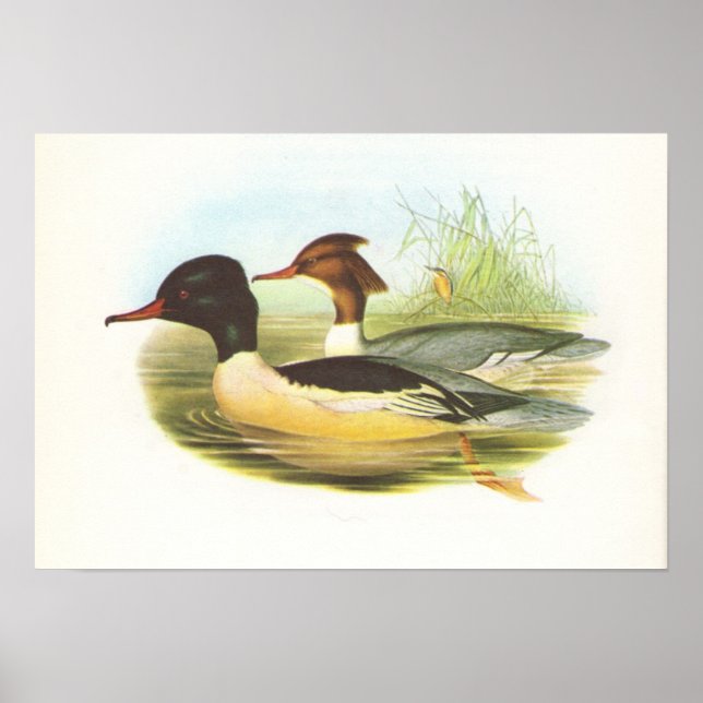 Poster Gould - Goosander - Mergus merganser (Frente)