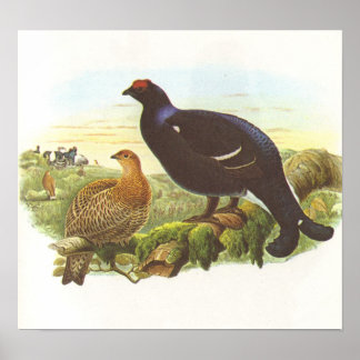 Poster Gould - Grupo Negro - Tetrix Lyrurus