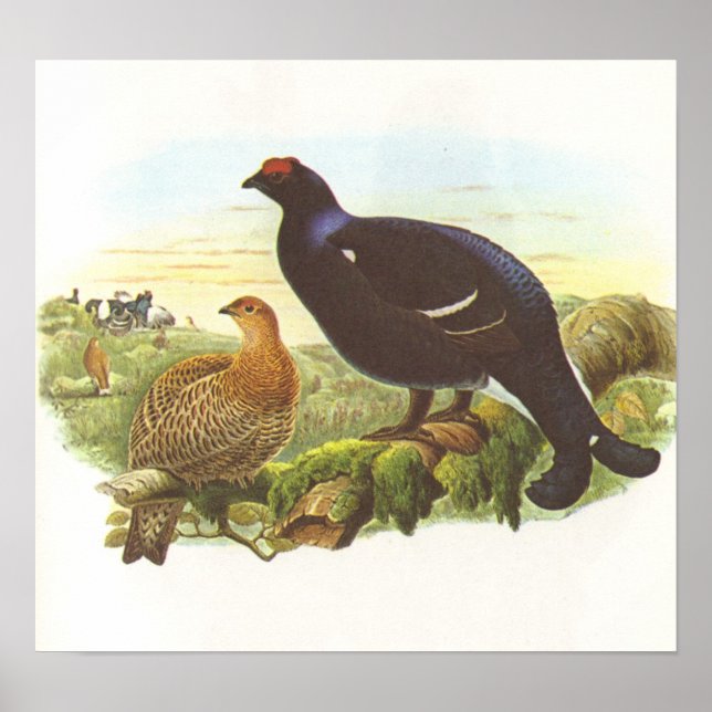 Poster Gould - Grupo Negro - Tetrix Lyrurus (Frente)