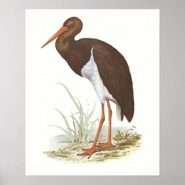 Poster Gould - Historia Negra - Cliconia nigra (Frente)