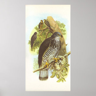 Poster Gould - Honey Buzzard - Pernis apivorus