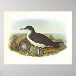Poster Gould - Manx Shearwater - Procellaria puffinus