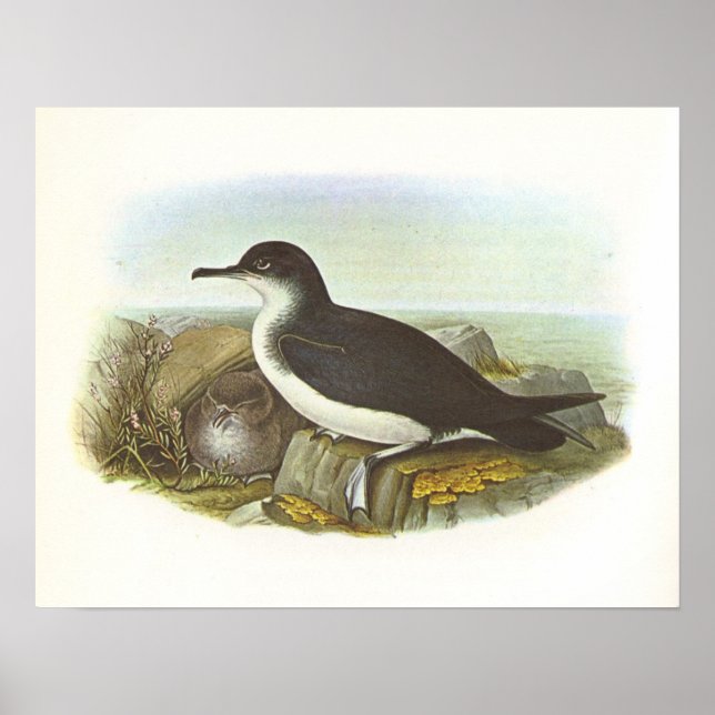 Poster Gould - Manx Shearwater - Procellaria puffinus (Frente)