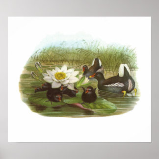 Poster Gould - Moorhen - Gallinula chloropus