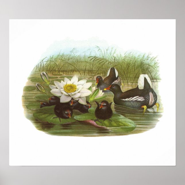 Poster Gould - Moorhen - Gallinula chloropus (Frente)