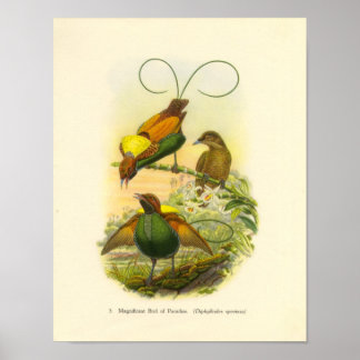 Póster Gould - Pássaro Magnífico Da Carteira De Paraíso
