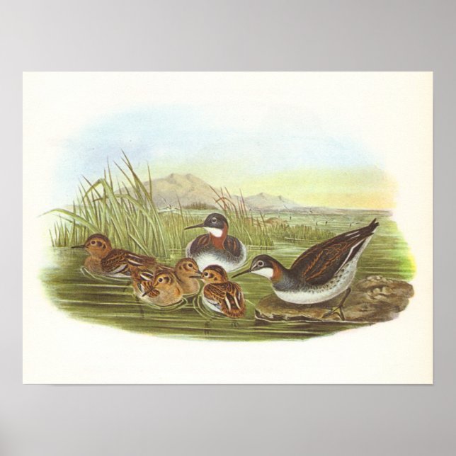 Póster Gould - Phalarope com pescoço vermelho - Phalaropu (Frente)