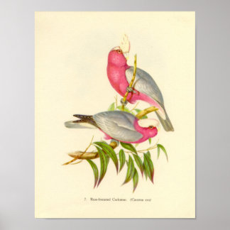 Póster Gould - Portfólio de Cockatoo quebrado por Rosa