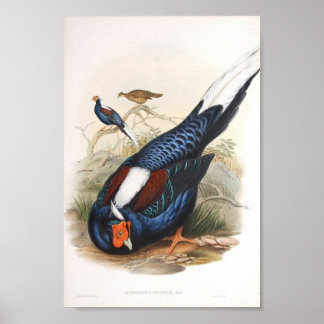 Poster Gould - Portfólio de Faisão de Fireback da Swinhow